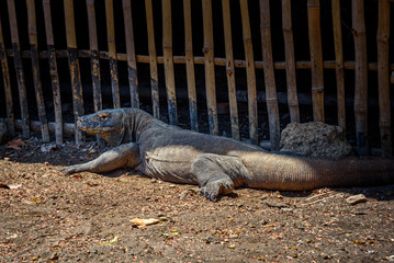 Wild Komodo Dragon at Komodo National Park, Flores, Indonesia
