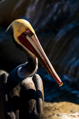 Portrait of large colorful pelican bird sitting on the rocky cliffs of La Jolla Cove, San Diego, California