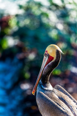 Portrait of large colorful pelican bird sitting on the rocky cliffs of La Jolla Cove, San Diego, California