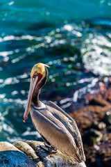 Portrait of large colorful pelican bird sitting on the rocky cliffs of La Jolla Cove, San Diego, California