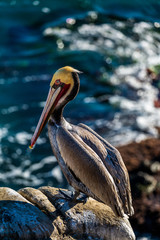 Portrait of large colorful pelican bird sitting on the rocky cliffs of La Jolla Cove, San Diego, California