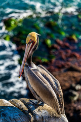 Portrait of large colorful pelican bird sitting on the rocky cliffs of La Jolla Cove, San Diego, California
