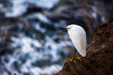 Closeup portrait of white colored Snowy egret with bright yellow feet standing by the water at the rocky cliffs of La Jolla Cove, San Diego, California, blurry background