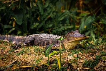 Wandcirkels tuinposter Alligator lying down in the Armand bayou swamp of Houston, Texas, USA and looking at camera © Gabi