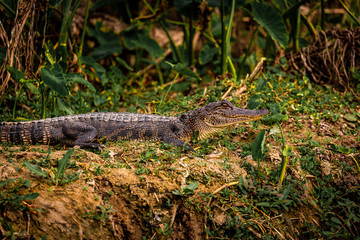 Alligator lying down in the Armand bayou swamp of Houston, Texas, USA and looking at camera