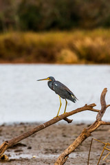 Blue heron (Ardea herodias)  bird standing on a branch in the Armand bayou swamp of Houston, Texas, USA
