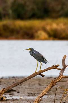 Blue heron (Ardea herodias)  bird standing on a branch in the Armand bayou swamp of Houston, Texas, USA