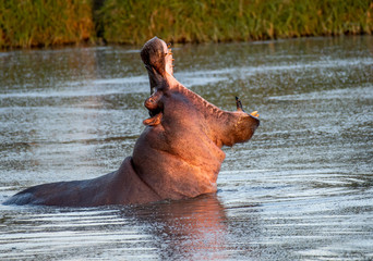 A hippopotamus in water with mouth open