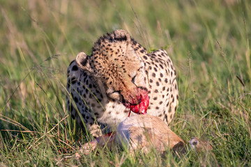 Cheetah brothers killing and eating an antelope
