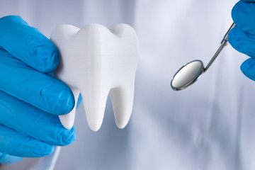 Dentist Holding Healthy Tooth Model