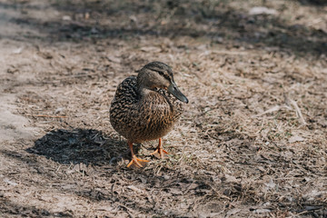 wild duck on dry grass in spring in its natural habitat