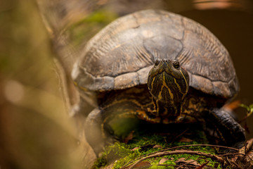 Closeup of green turtle lying down in the Armand bayou swamp of Houston, Texas, USA and looking at camera