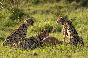 Cheetah brothers killing and eating an antelope