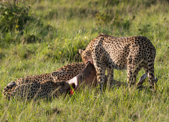 Cheetah brothers killing and eating an antelope