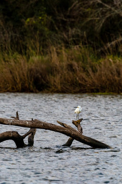 White colored Snowy egret with bright yellow feet standing on a tree branch in the Armand bayou swamp of Houston, Texas, USA