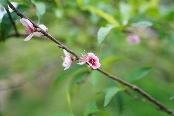Prunus flower Chiang Mai in Thailand.