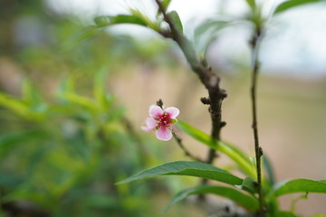 Naklejka premium Prunus flower Chiang Mai in Thailand.