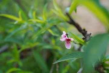 Prunus flower Chiang Mai in Thailand.