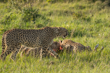 Cheetah brothers killing and eating an antelope