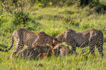Cheetah brothers killing and eating an antelope