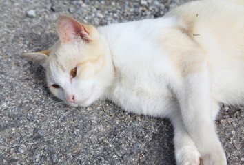 white color cat thai on concrete floor