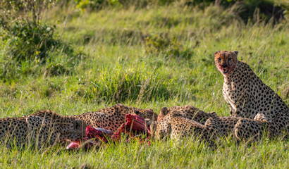 Cheetah brothers killing and eating an antelope