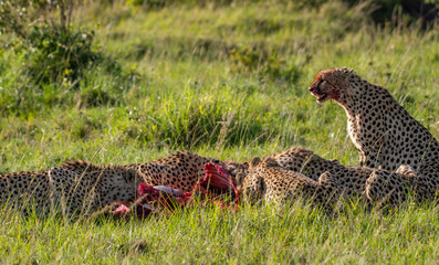 Cheetah brothers killing and eating an antelope