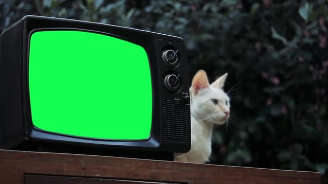 White Cat and an Old Retro TV with Green Screen. Zoom In. You can replace green screen with the footage or picture you want. You can do it with “Keying” effect in After Effects.