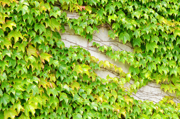 Green vine background in summer