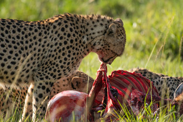 Cheetah brothers killing and eating an antelope