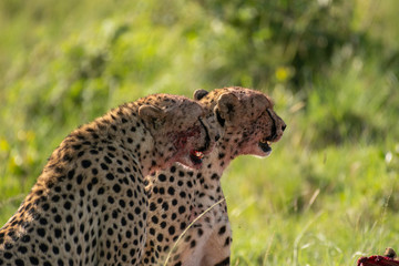 Cheetah brothers killing and eating an antelope