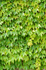 Green vines all over the wall