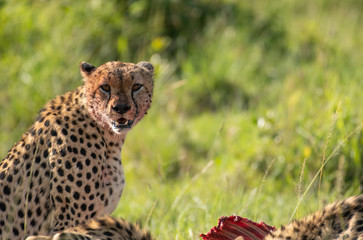 Cheetah brothers killing and eating an antelope