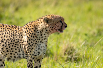 Cheetah brothers killing and eating an antelope