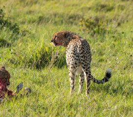 Cheetah brothers killing and eating an antelope