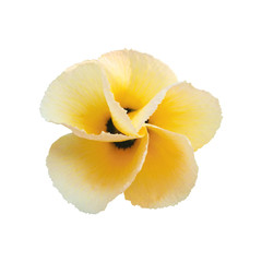 white and yellow flower isolated on white background