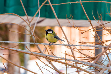 Bird tit sitting on a tree branch, illuminated by the sun
