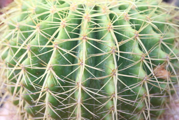 Cactus as background