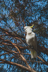 sulphur crested cockatoo on top of tree branches eating fruits