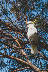 sulphur crested cockatoo on top of tree branches eating fruits