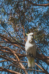 sulphur crested cockatoo on top of tree branches eating fruits