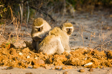 Vervet Monkey