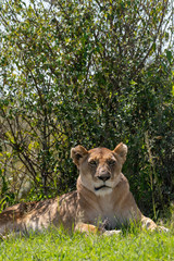 Fototapeta premium African Lioness portrait in Masai Mara, Kenya