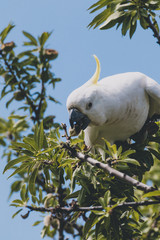 sulphur crested cockatoo on top of tree branches eating fruits