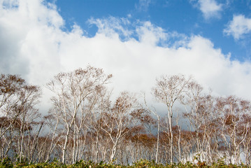 白樺と雲と空を見上げる