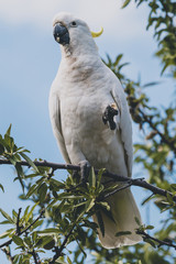 sulphur crested cockatoo on top of tree branches eating fruits