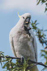sulphur crested cockatoo on top of tree branches eating fruits