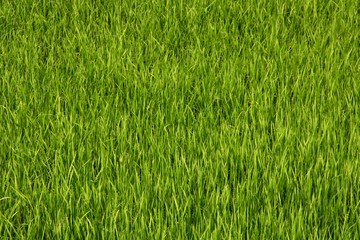 background of grass