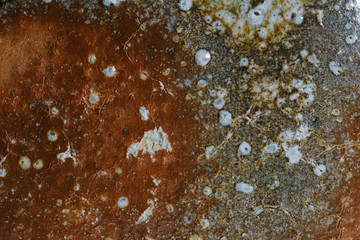 緋色がでた信楽焼の表面