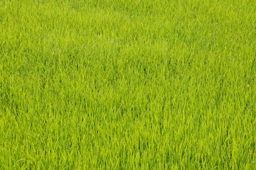 field of green grass